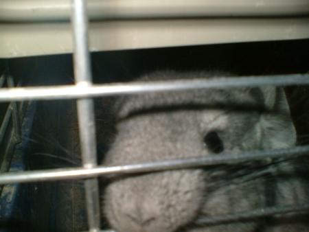 ses coca