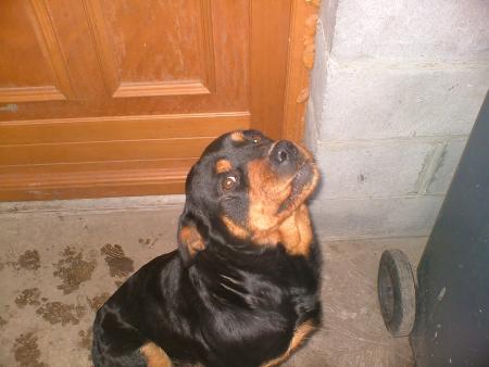 sases ma chien
